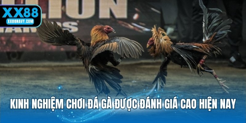 Kinh nghiệm chơi đá gà được đánh giá cao hiện nay