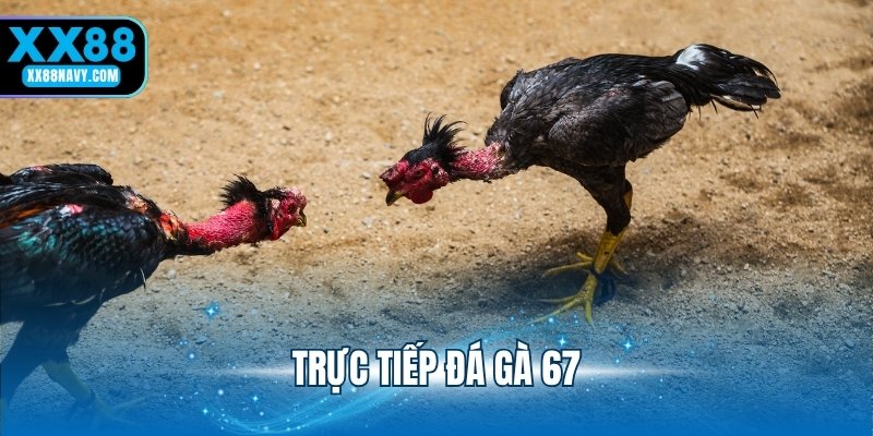 trực tiếp đá gà 67