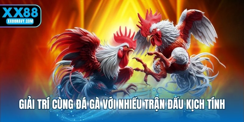 Giải trí cùng đá gà với nhiều trận đấu kịch tính